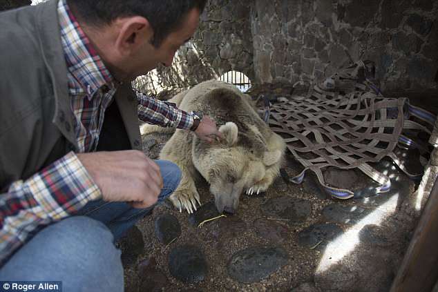 Из Британии – в Армению. Только для того, чтобы освободить содержащегося в жутких условиях медведя 15