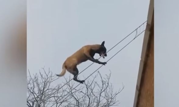 В Китае собаку научили ходить по натянутым веревкам. Теперь она канатоходец