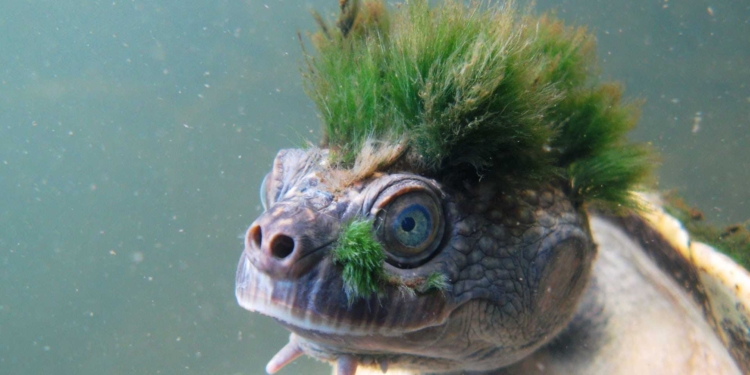 Зеленоволосые и бородатые. Есть такие черепахи. Пока еще есть