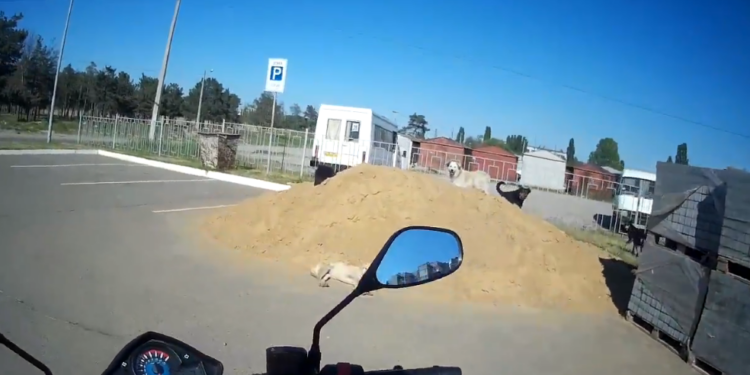 На Намыве стая собак пугает местных жителей, нападает на мотоциклистов