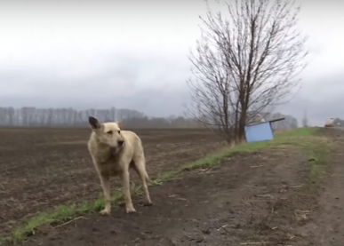 Хатико по-харьковски. Пес, которого выбросили на дороге, уже год ждет хозяев