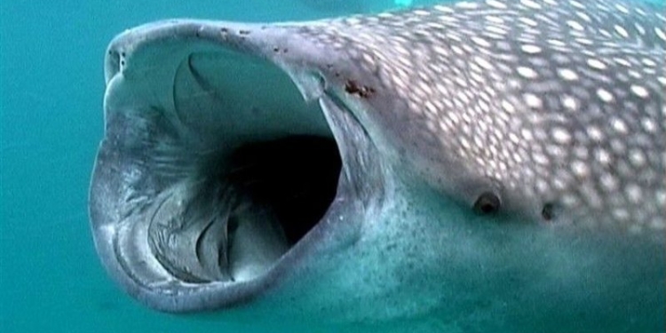 Китовая акула оказалась великой путешественницей