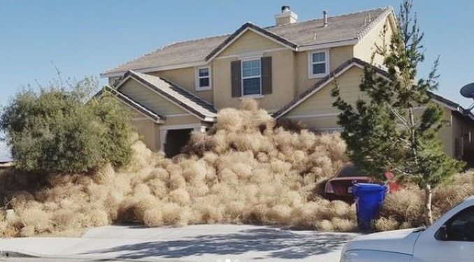 Пришельцы. В США два штата завалило огромными перекати-поле