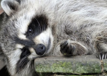 Американка просила пожарных спасти ее домашнего енота, перебравшего марихуаны