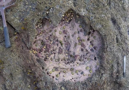 В Шотландии нашли следы динозавров возрастом 170 миллионов лет