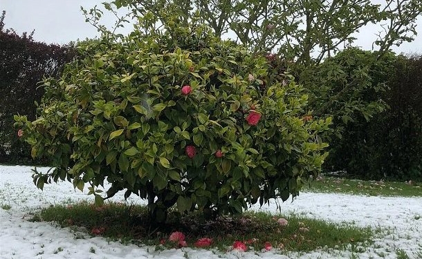 В последний день апреля французскую Нормандию засыпало снегом