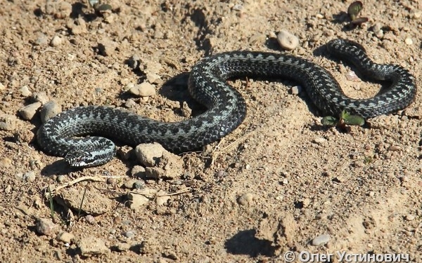 Проснулись змеи: в Украине трое детей попали в реанимацию после укусов гадюк