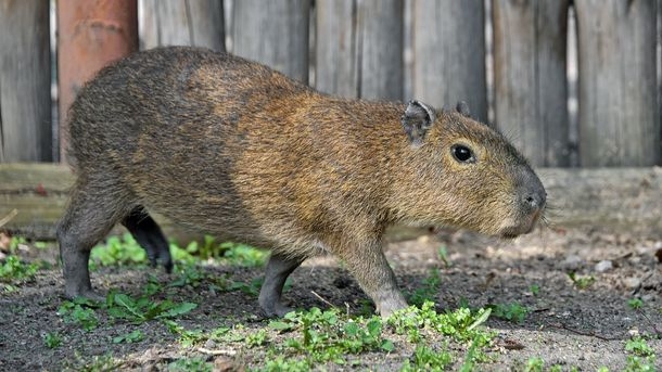 В Киевском зоопарке у пары капибар родился Торнадо