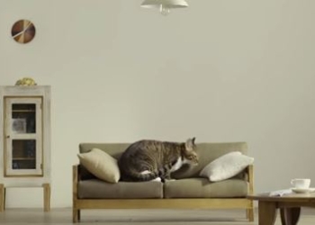 В Японии признали поражение в “битве за диван” и начали выпускать специальную мебель для кошек