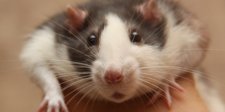 Украина – это страна на диване, у которого крысы доедают обивку. Что дальше?