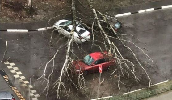 В Москве ураган повалил сотни деревьев, погиб ребенок 1