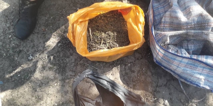 В Баштанке полиция изъяла у местного жителя марихуаны на 100 000 гривен