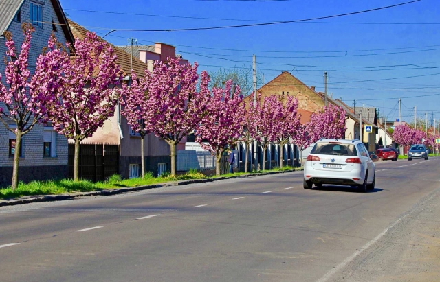 В Мукачево расцвела самая длинная аллея сакуры в Украине 1