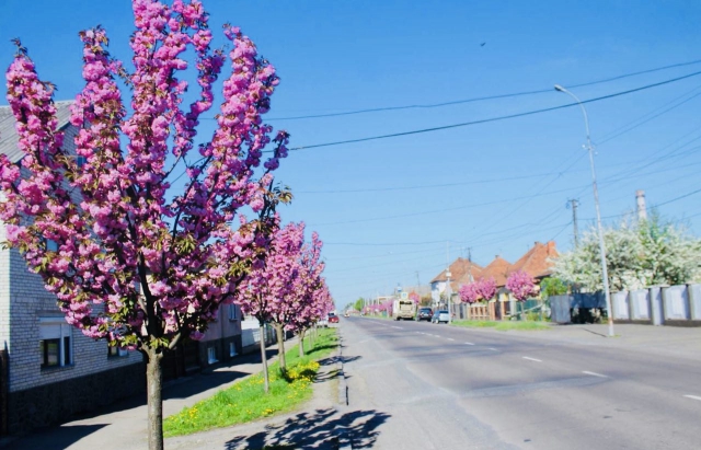В Мукачево расцвела самая длинная аллея сакуры в Украине 5
