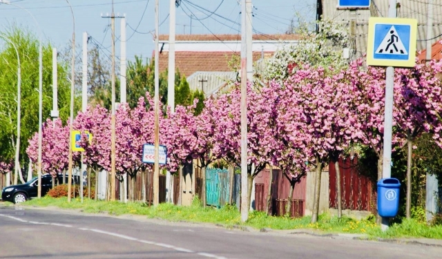 В Мукачево расцвела самая длинная аллея сакуры в Украине