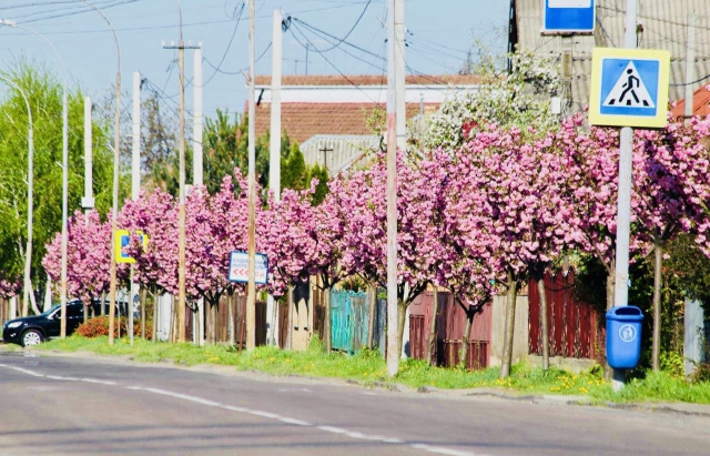 В Мукачево расцвела самая длинная аллея сакуры в Украине 11