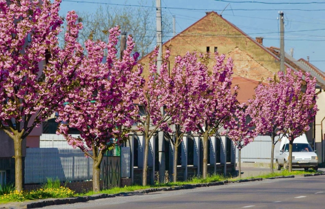 В Мукачево расцвела самая длинная аллея сакуры в Украине 7