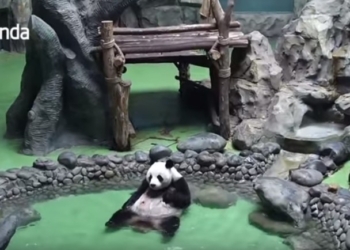 Полный релакс: панда показала, как надо отдыхать