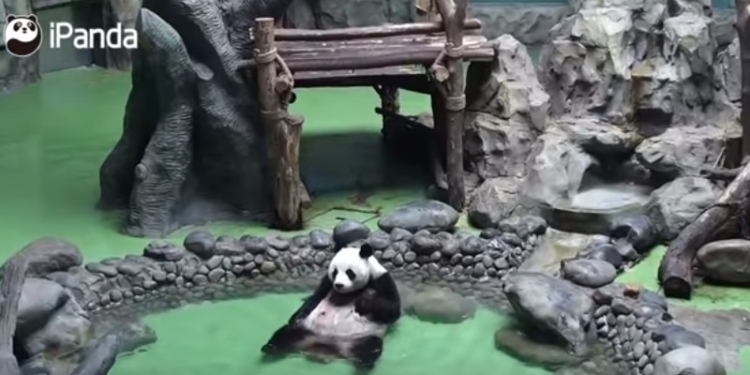 Полный релакс: панда показала, как надо отдыхать