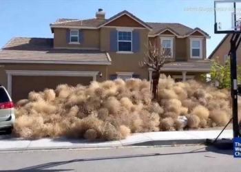 Сюжет для Хичкока: жители городка в Калифорнии оказались в плену у огромного количества перекати-поле
