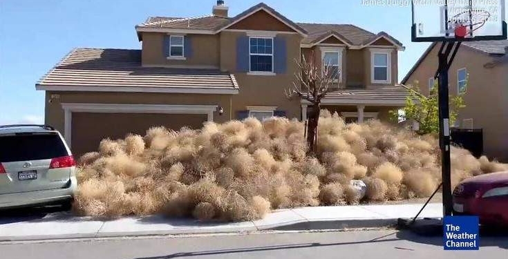 Сюжет для Хичкока: жители городка в Калифорнии оказались в плену у огромного количества перекати-поле