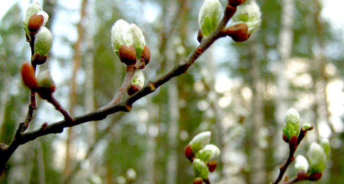 Погода в Николаеве и области: к Пасхе температура поднимется до 20 градусов тепла