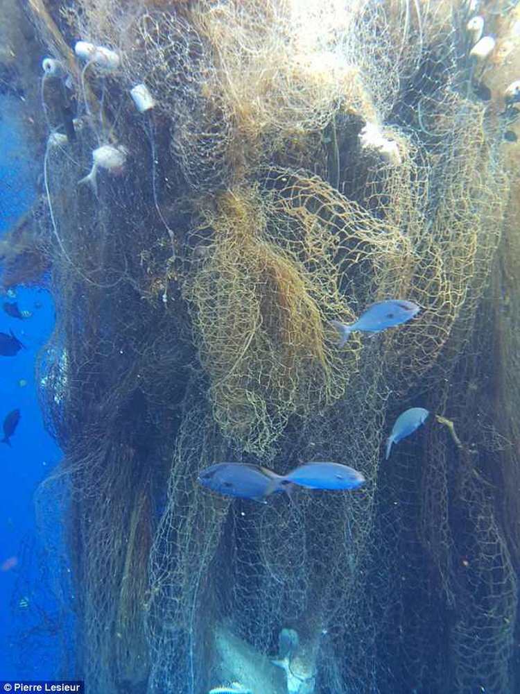 Огромная сеть-призрак в Карибском море уже год убивает морских животных сотнями 1