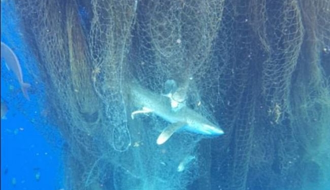 Огромная сеть-призрак в Карибском море уже год убивает морских животных сотнями