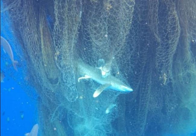 Огромная сеть-призрак в Карибском море уже год убивает морских животных сотнями 5