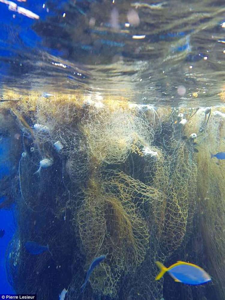 Огромная сеть-призрак в Карибском море уже год убивает морских животных сотнями 3