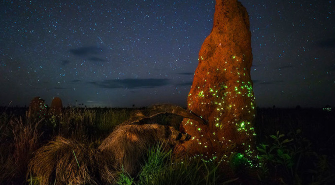 Победителя конкурса снимков дикой природы дисквалифицировали за фото чучела муравьеда