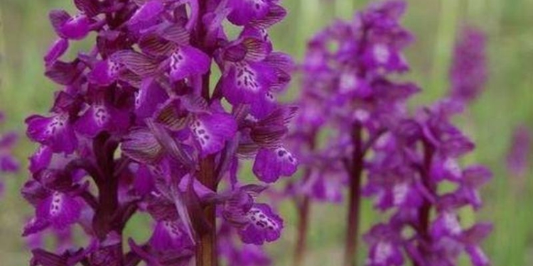 Прокуратуре Николаевщины удалось отстоять в апелляционном суде только 8 из 9 га орхидного поля на Кинбурне