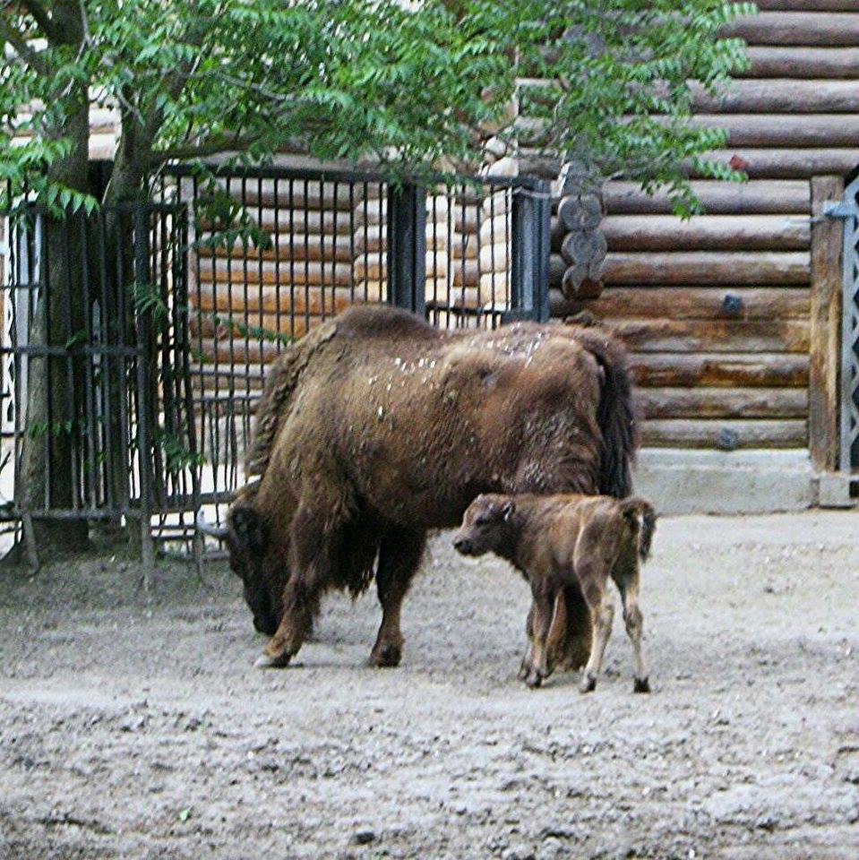 Маленький и еще не очень удаленький: в Николаевском зоопарке – снова пополнение 1