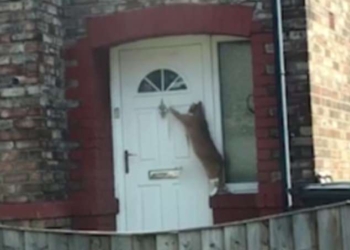 Просто он джентльмен: кот просит, чтобы его впустили в дом, с помощью дверного молотка