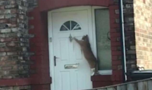 Просто он джентльмен: кот просит, чтобы его впустили в дом, с помощью дверного молотка