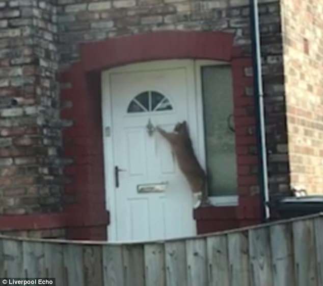 Просто он джентльмен: кот просит, чтобы его впустили в дом, с помощью дверного молотка 1