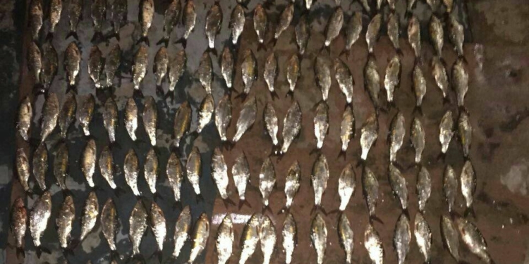 Сегодня ночью у Намыва Николаевский рыбоохранный патруль поймал очередного браконьера