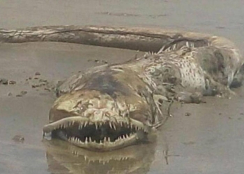 На мексиканском пляже обнаружили гигантского зубастого морского монстра