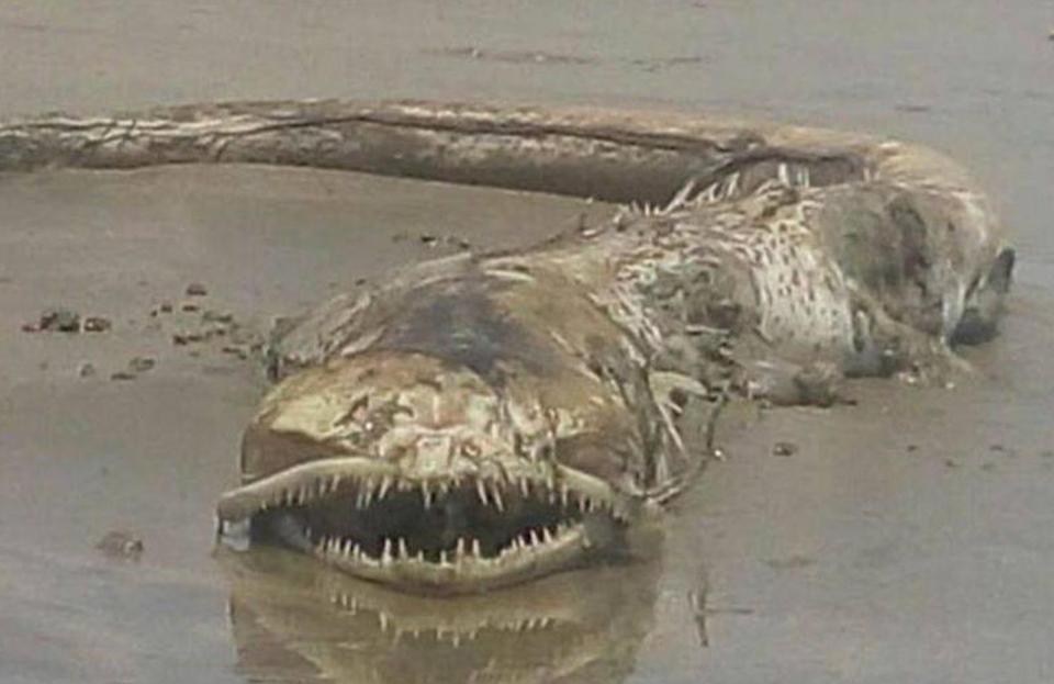 На мексиканском пляже обнаружили гигантского зубастого морского монстра 1