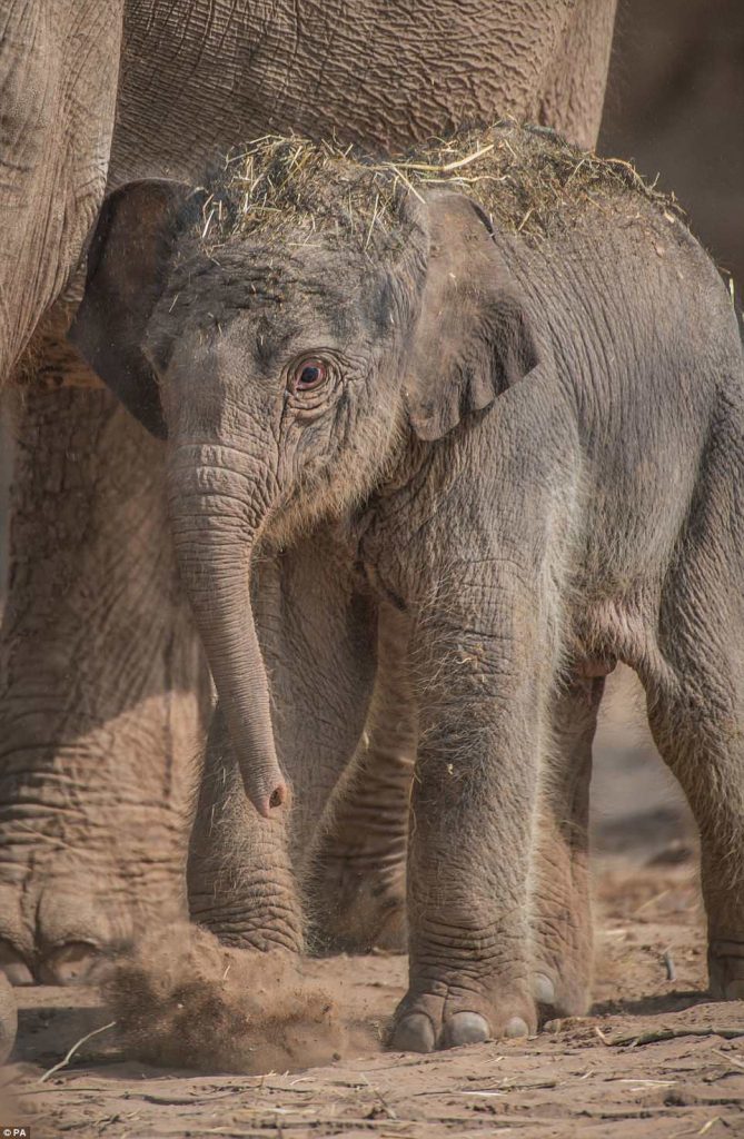 В жизни есть место приятным сюрпризам: в английском зоопарке слониха родила малыша после того, как все решили, что 3 месяца назад она его потеряла 3