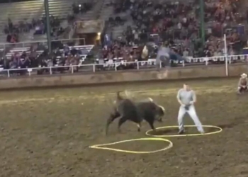 Странные забавы: в США люди платят за то, чтобы их на родео атаковал бык