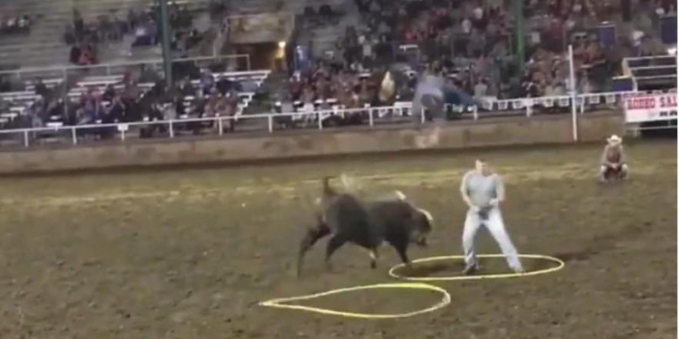 Странные забавы: в США люди платят за то, чтобы их на родео атаковал бык
