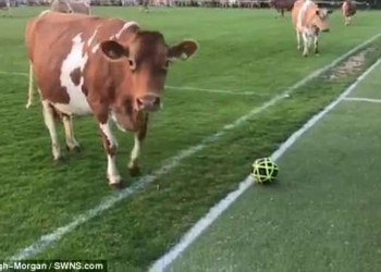 В английской глубинке стадо из почти 200 коров «завершило» футбольный матч ничьей