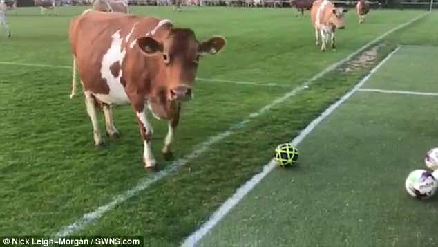 В английской глубинке стадо из почти 200 коров «завершило» футбольный матч ничьей