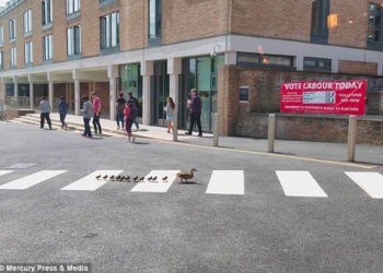 Переходить улицу надо только по «зебре» – этому своих утят учит мама-утка