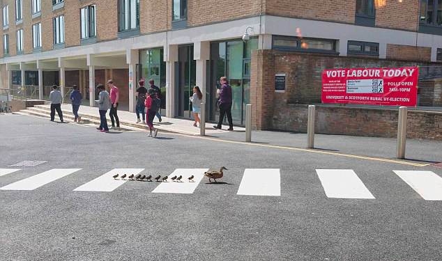 Переходить улицу надо только по «зебре» – этому своих утят учит мама-утка