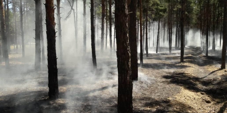 Опять поджог: в Матвеевском лесу под Николаевом сгорело 2300 кв.м подстилки