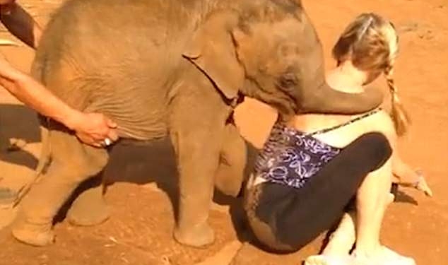 «Я не хочу, чтобы она уходила!»: слоненок не хотел отпускать туристку, которая его приласкала