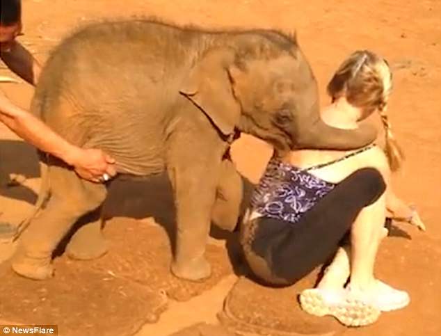 «Я не хочу, чтобы она уходила!»: слоненок не хотел отпускать туристку, которая его приласкала 1