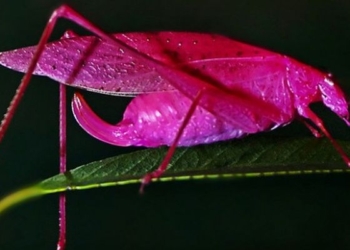 «Дитя заката», но не фламинго – есть розовые кузнечики